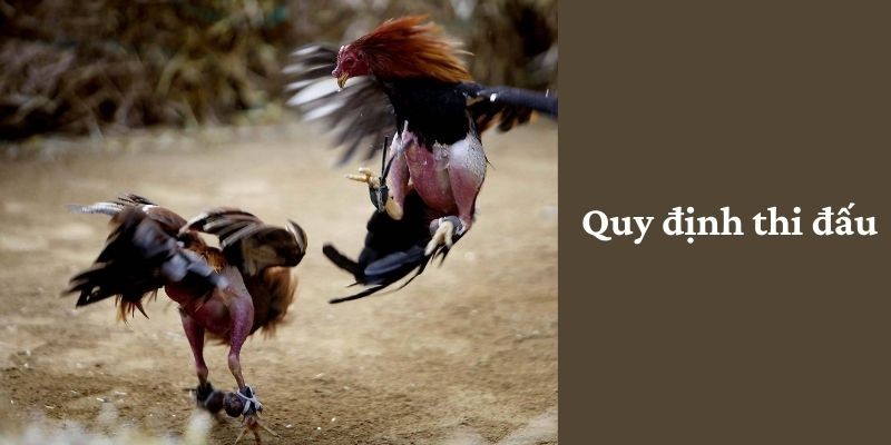 quy-dinh-thi-dau-da-ga-cua-sat-mien-tay
